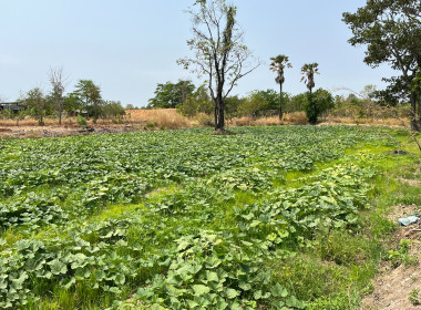 สำนักงานสหกรณ์จังหวัดยโสธร ลงพื้นที่ติดตามและให้คำแนะนำ ... Image 2