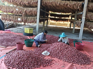 สหกรณ์ในจังหวัดยโสธรเชื่อมโยงเครือข่ายสินค้าเเละกระจายผลผลิตหอมเเดงศรีสะเกษ ... Image 2