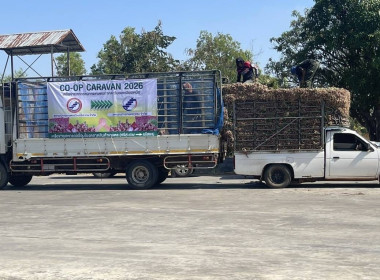 สหกรณ์ในจังหวัดยโสธรเชื่อมโยงเครือข่ายสินค้าเเละกระจายผลผลิตหอมเเดงศรีสะเกษ ... Image 3