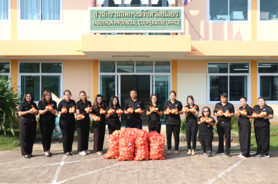 สำนักงานสหกรณ์จังหวัดยโสธรใช้กลไกขบวนการสหกรณ์เเละกลุ่มเกษตรกรกระจายผลผลิตสินค้าเกษตร (หอมหัวใหญ่) ... Image 1