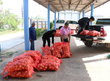 สำนักงานสหกรณ์จังหวัดยโสธรใช้กลไกขบวนการสหกรณ์เเละกลุ่มเกษตรกรกระจายผลผลิตสินค้าเกษตร (หอมหัวใหญ่) ... Image 2