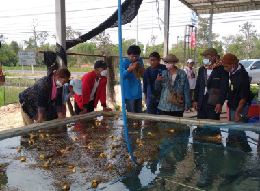 🧑🏻‍🏫👨🏻‍🌾 ศึกษาดูงานโครงการตามแผนปฏิบัติราชการ ... Image 8
