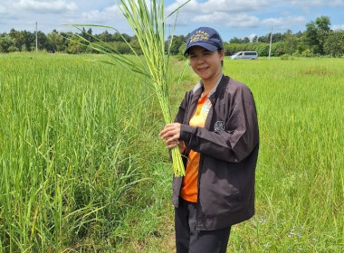 ติดตามการส่งเสริมอาชีพภายใต้โครงการสนับสนุนเงินทุนเพื่อสร้างระบบน้ำในไร่นาของสมาชิกสถาบันเกษตรกร ระยะที่ 2 ... Image 3