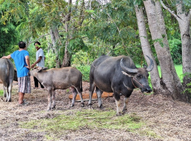 ติดตามการส่งเสริมอาชีพภายใต้โครงการสนับสนุนเงินทุนเพื่อสร้างระบบน้ำในไร่นาของสมาชิกสถาบันเกษตรกร ระยะที่ 2 ... Image 5